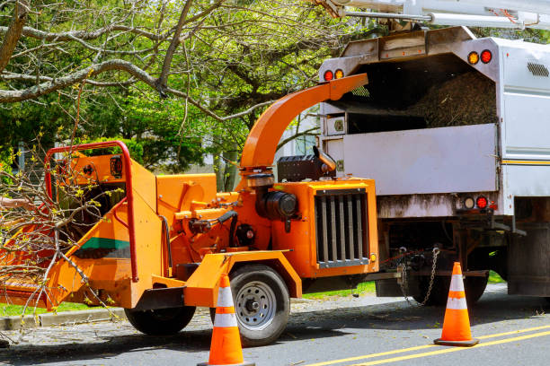 How Our Tree Care Process Works  in  Milan, TN
