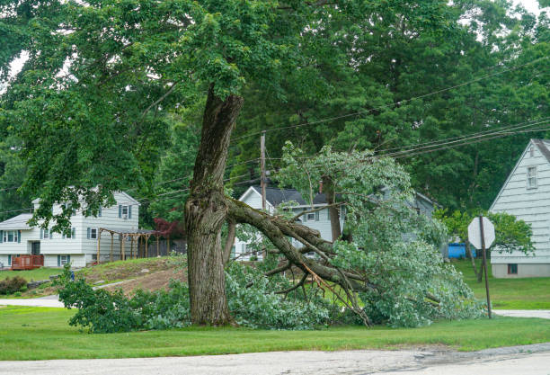Best Utility Line Clearance  in Milan, TN