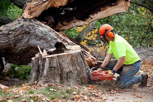 Best Firewood Processing and Delivery  in Milan, TN