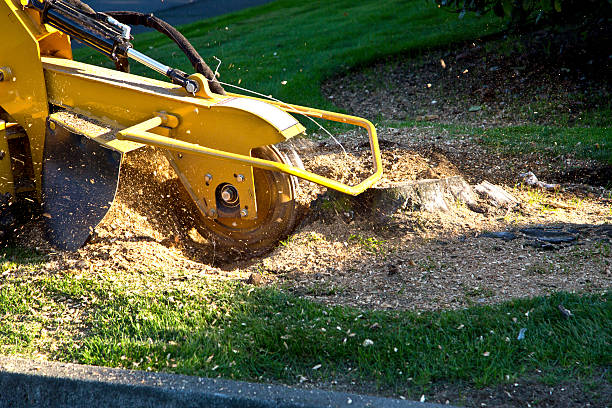 Best Tree Preservation Services  in Milan, TN