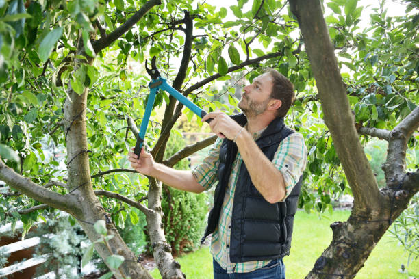 Best Tree and Shrub Care  in Milan, TN